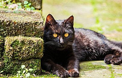 《火焰纹章：结合》战斗角色系统公开 1月20日正式发售